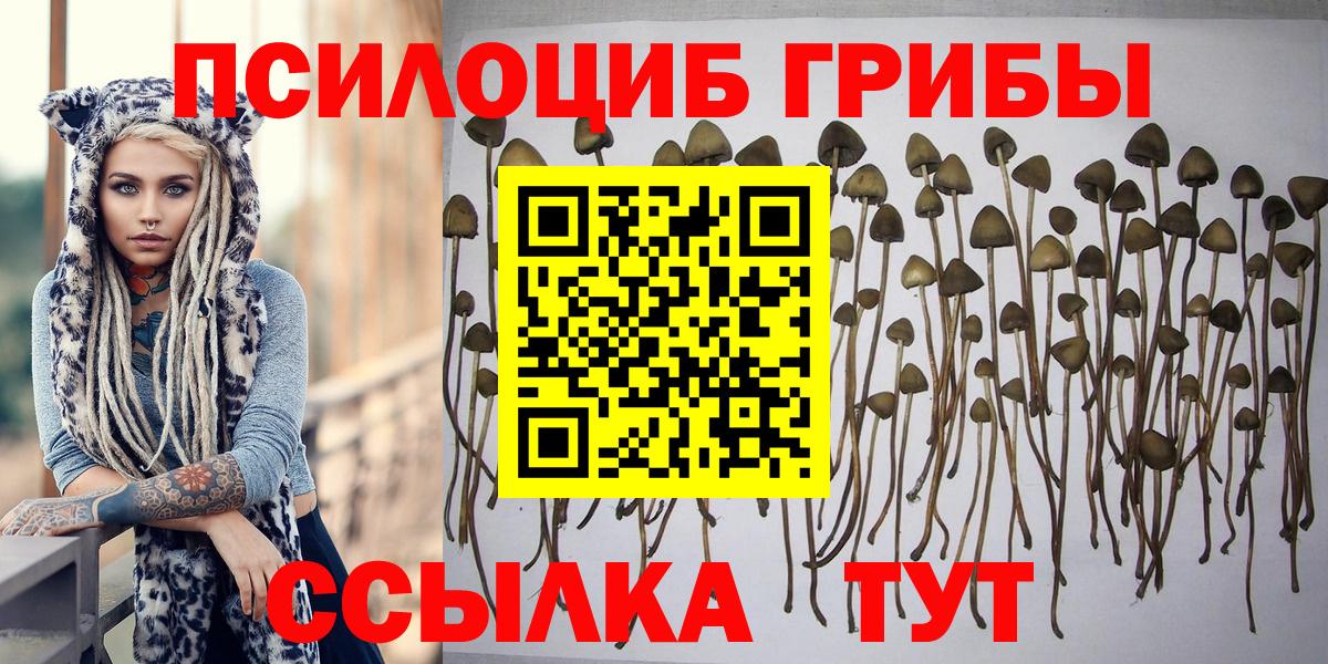 Галлюциногенные грибы Psilocybe  Вход с VPN  что такое   Псилоцибиновые грибы Psilocybe  Дивногорск 