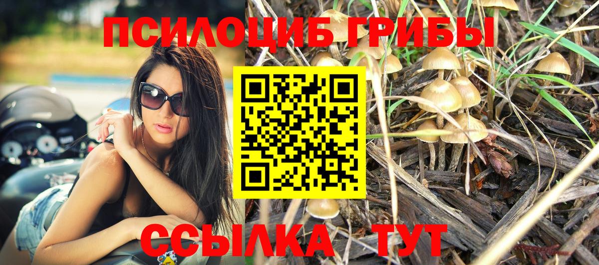 Галлюциногенные грибы Psilocybine cubensis Дивногорск